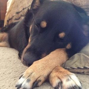 Meet your Posher, Amber